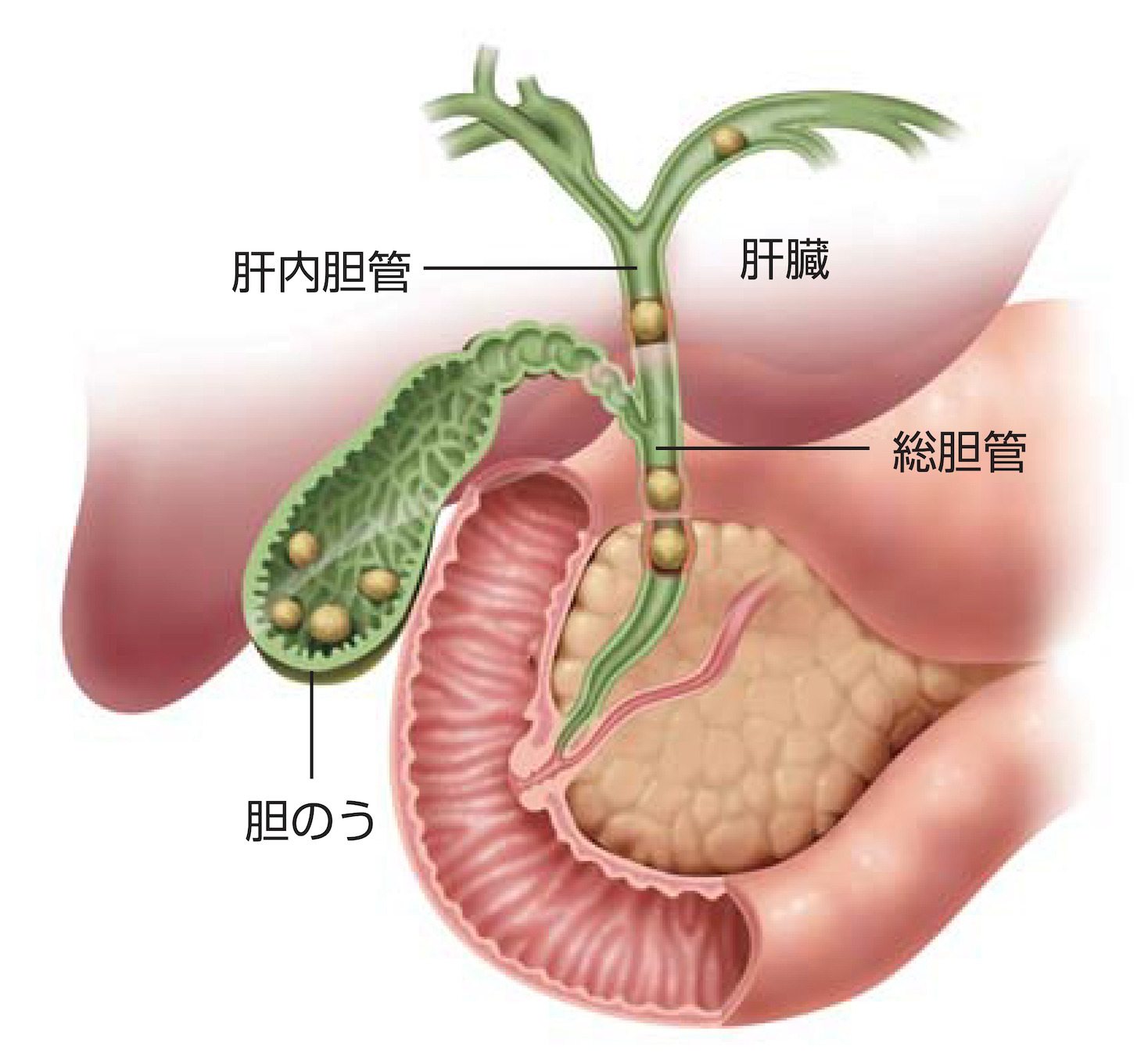 A11668776]胆と膵 36ー12 病理像から読みとる膵・胆道画像診断の